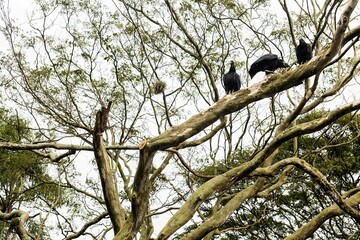 O urubu-preto é uma espécie de ave catartiforme da família Cathartidae, pertencente ao grupo dos...