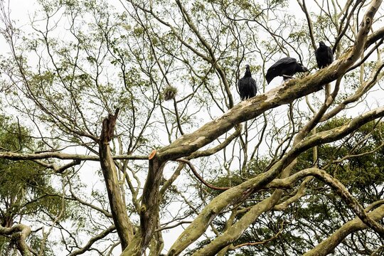 O urubu-preto é uma espécie de ave catartiforme da família Cathartidae, pertencente ao grupo dos abutres do Novo Mundo.