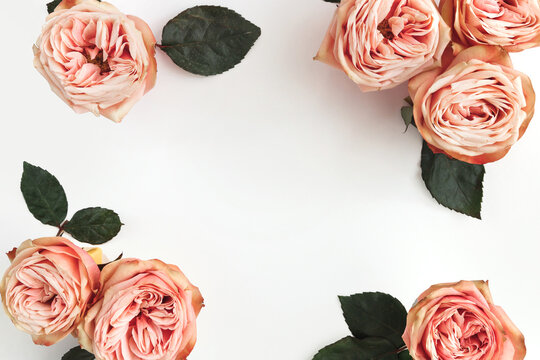 Pink roses on white background. Flat lay. Frame wreath