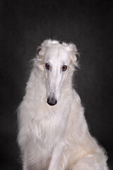Portrait of Russian wolfhound dog