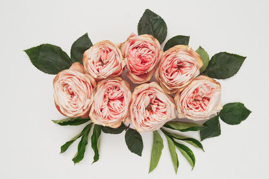 Pink roses on white background. Flat lay. Frame wreath