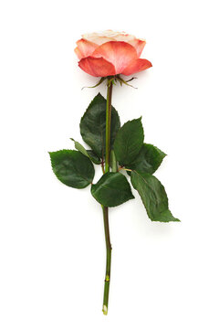 Red rose flower with long green stem isolated on white background