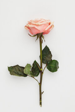 Red rose flower with long green stem isolated on white background , clipping path