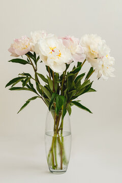 Bouquet of white peonies in glass vase on white background, cut flowers, decor, gift
