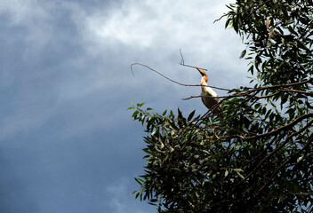 Cattle Egret (Bubulcus ibis)