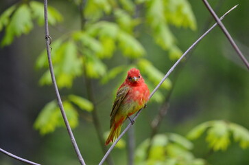 Summer Tanager perching on a tree branch in Toronto, Ontario, Canada.