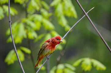 Summer Tanager perching on a tree branch in Toronto, Ontario, Canada.