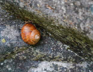 snail on a stone