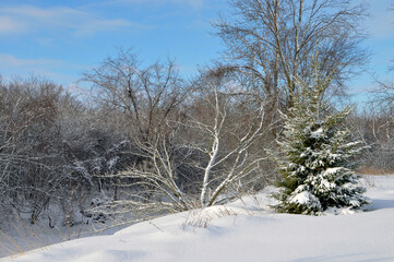 Fototapeta na wymiar Snow Covered Trees