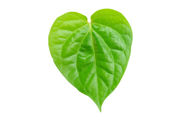 Betel leaf isolated on white background with clipping path.