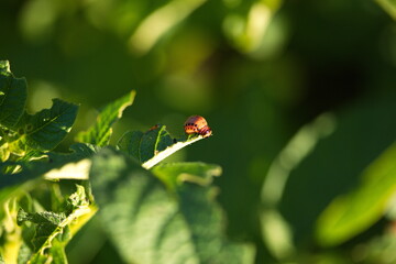A colorado potato beetle on a potato plant in a backyard garden. 