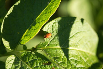 A colorado potato beetle on a potato plant in a backyard garden. 