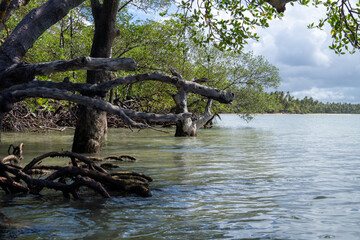 brazilian mangrove in beautiful paradise beach on an island