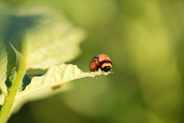 A colorado potato beetle on a potato plant in a backyard garden. 