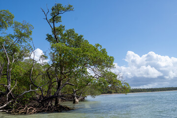 Obraz premium brazilian mangrove in beautiful paradise beach on an island