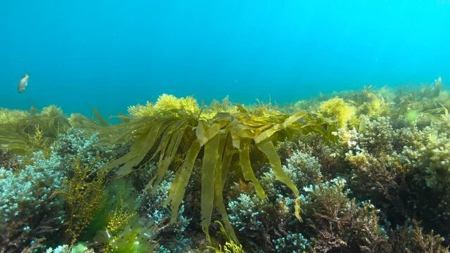 Underwater ripples of algae on the ocean floor with some fish, Atlantic ocean, Spain, Galicia, 59.94fps