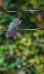 Colibri de espaldas