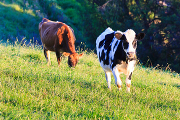 Cows Bega two slope
