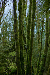 Golden Ears Provincial Park
As one of the largest parks in the province, Golden Ears Provincial Park is prized for its recreational opportunities. The extensive system of trails within the park provid