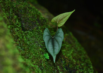 green leaf with water on the leaf	