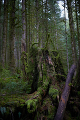 Golden Ears Provincial Park
As one of the largest parks in the province, Golden Ears Provincial Park is prized for its recreational opportunities. The extensive system of trails within the park provid