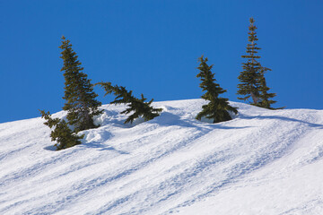 Tops of evergreen trees poke through snow against a blue sky
