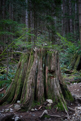 Obraz premium Golden Ears Provincial Park As one of the largest parks in the province, Golden Ears Provincial Park is prized for its recreational opportunities. The extensive system of trails within the park provid