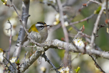 Sommergoldhähnchen // Common firecrest (Regulus ignicapilla)