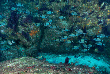 Gruppo di saraghi fasciati, Diplodus vulgaris, con parete sullo sfondo con gorgonie rosse, Paramuricea clavata