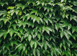 Many leaves wild grape on wall. Natural green background.