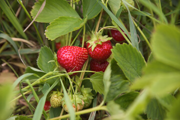 strawberries fruits picking fresh in nature organic food sweet strawberry on plant agriculture