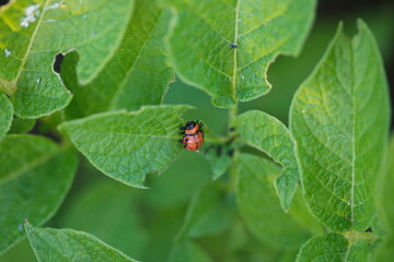 Fototapeta premium A colorado potato beetle on a potato plant in a backyard garden. 