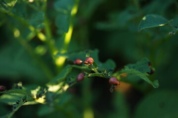 A colorado potato beetle on a potato plant in a backyard garden. 