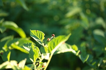 A colorado potato beetle on a potato plant in a backyard garden. 