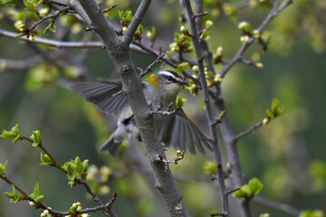 Common firecrest // Sommergoldhähnchen (Regulus ignicapilla)