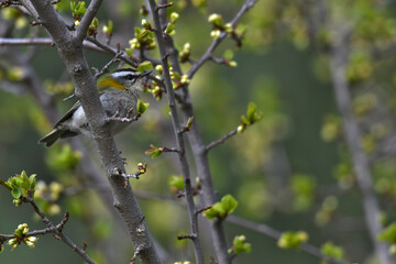 Sommergoldhähnchen // Common firecrest (Regulus ignicapilla)