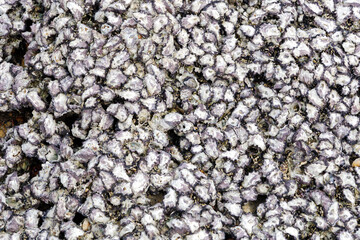 Dense of shell on a beach background.