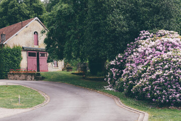 une route goudronnée dans une cour privée. Un arbuste en fleur violettes dans un jardin privé avec une grange - obrazy, fototapety, plakaty