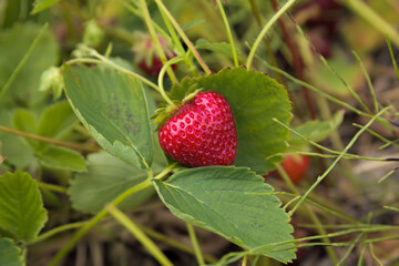 strawberry field picking fresh organic fruits cultivated sweet strawberries close-up