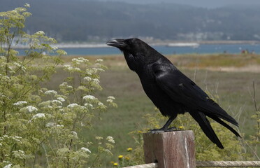 A California Raven (Corvus corax) perches on a fence    