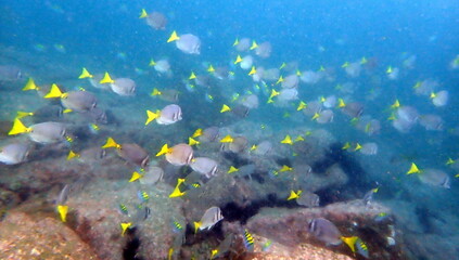 Fototapeta na wymiar Costa Rica pacific sea life