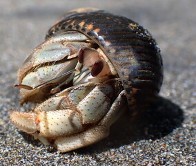 Costa Rica pacific sea life