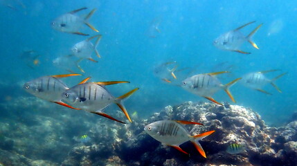 Costa Rica pacific sea life