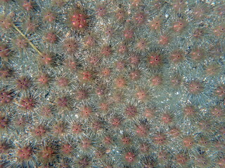 Costa Rica pacific sea life
