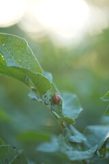 A colorado potato beetle on a potato plant in a backyard garden. 
