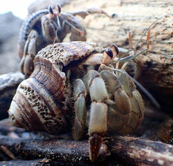 Costa Rica pacific sea life