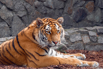 A beautiful Siberian tigress is resting lying on the ground. Predator calmly and confidently looks ahead.