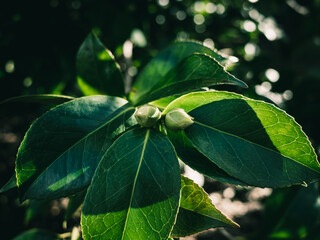 Flower bud and foliage