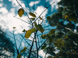 Autumn leaves on a tree