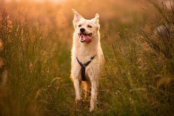 Szczęśliwy pies biega po trawie  - obrazy, fototapety, plakaty